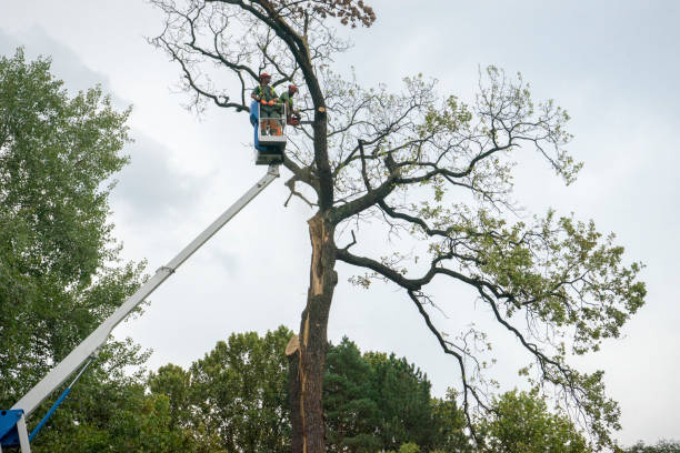 How Our Tree Care Process Works  in  Tappahannock, VA